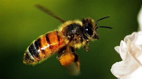 bumblebee australia.